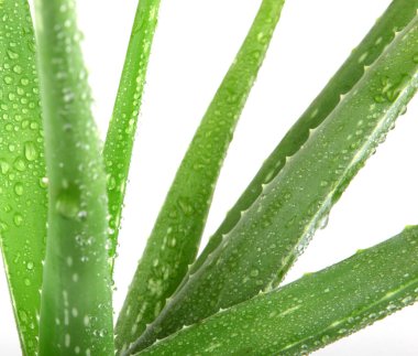aloe vera bitkisi beyaz üzerine izole