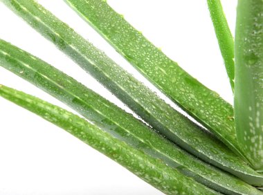 aloe vera bitkisi beyaz üzerine izole