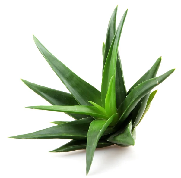 aloe vera bitkisi beyaz üzerine izole