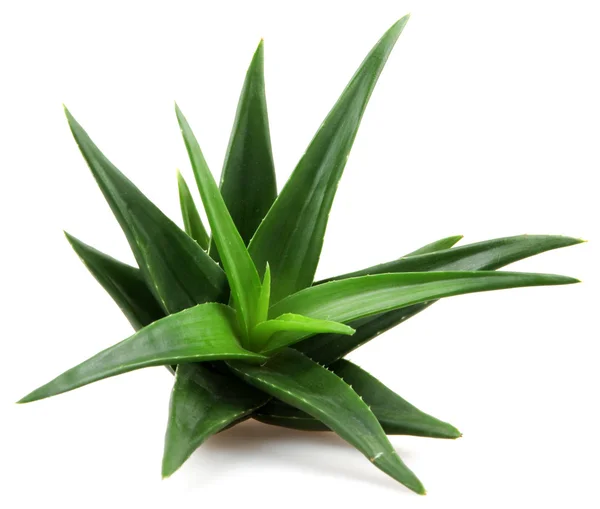 Planta aloe vera isolado em branco — Fotografia de Stock