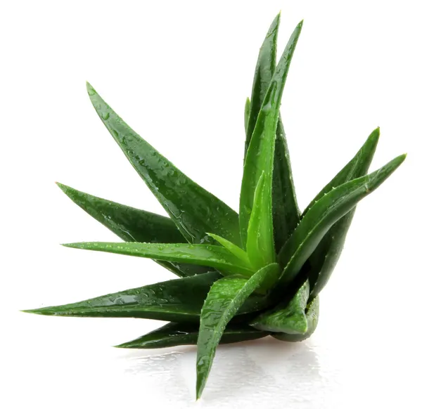 aloe vera bitkisi beyaz üzerine izole