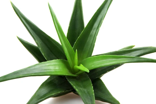 Pianta di aloe vera isolata su bianco — Foto Stock