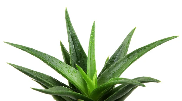 Planta aloe vera isolado em branco — Fotografia de Stock