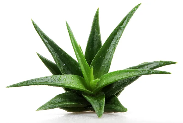 Planta aloe vera isolado em branco — Fotografia de Stock