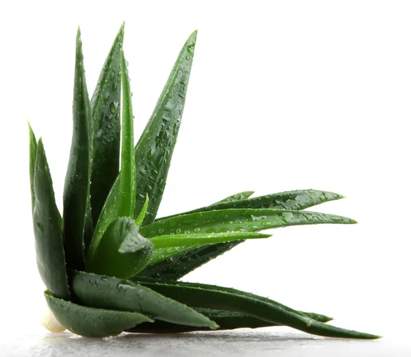 Pianta di aloe vera isolata su bianco — Foto Stock