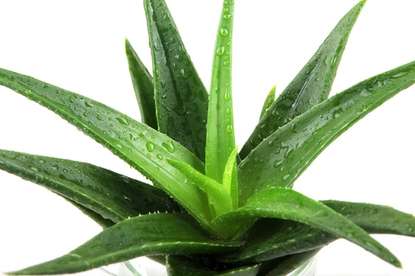 Planta de aloe vera aislada en blanco —  Fotos de Stock