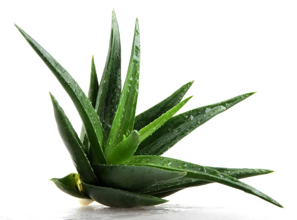 Aloe vera bitkisi beyaz üzerine izole — Stok fotoğraf