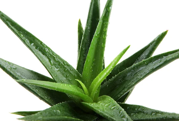 Aloe vera növény izolált fehér — Stock Fotó