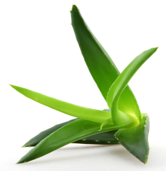 Pianta di aloe vera isolata su bianco — Foto Stock