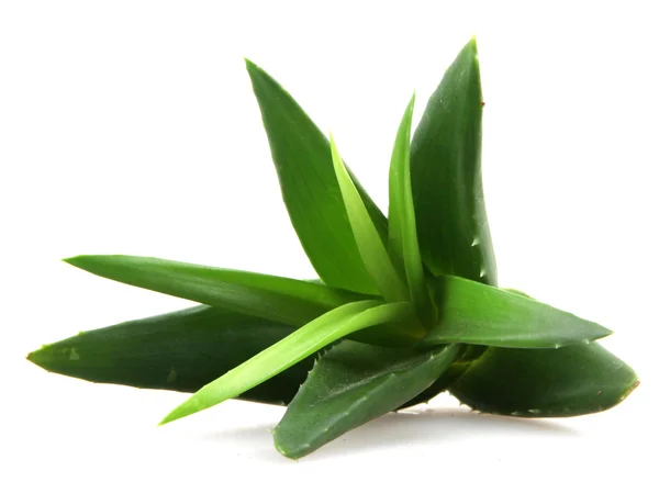 Aloe vera plant isolated on white — Stock Photo, Image