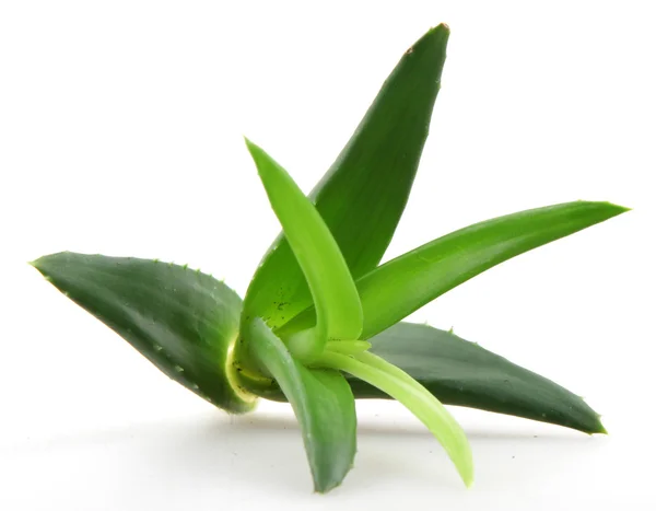 Planta aloe vera isolado em branco — Fotografia de Stock