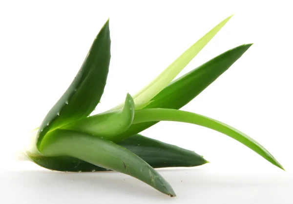 Aloe vera plant isolated on white — Stock Photo, Image