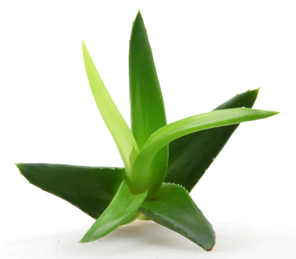 Planta aloe vera isolado em branco — Fotografia de Stock