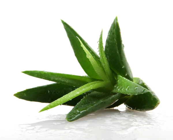 Aloe vera növény izolált fehér — Stock Fotó