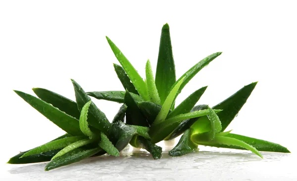 Planta de aloe vera aislada en blanco — Foto de Stock