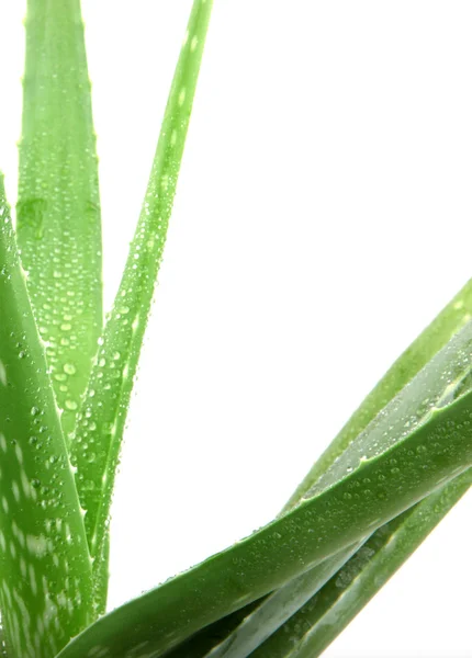 Aloe vera bitkisi beyaz üzerine izole — Stok fotoğraf