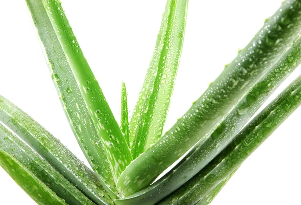 Pianta di aloe vera isolata su bianco — Foto Stock