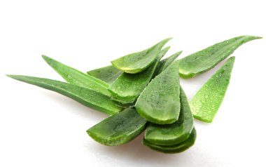 aloe vera bitkisi beyaz üzerine izole