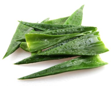 aloe vera bitkisi beyaz üzerine izole