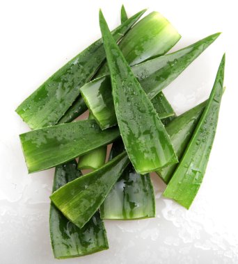 aloe vera bitkisi beyaz üzerine izole