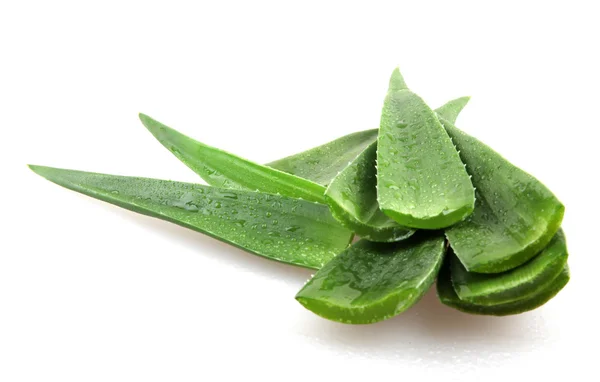 Aloe vera bitkisi beyaz üzerine izole — Stok fotoğraf