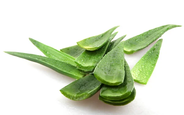 Aloe Vera Pflanze isoliert auf weiß — Stockfoto