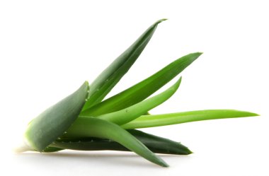 aloe vera bitkisi beyaz üzerine izole