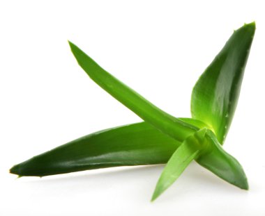 aloe vera bitkisi beyaz üzerine izole