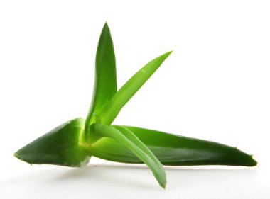 aloe vera bitkisi beyaz üzerine izole