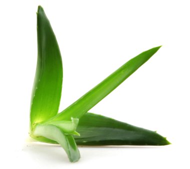 aloe vera bitkisi beyaz üzerine izole