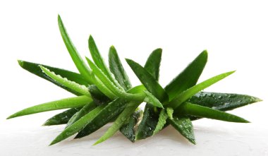 aloe vera bitkisi beyaz üzerine izole