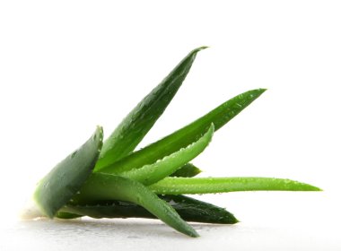 aloe vera bitkisi beyaz üzerine izole