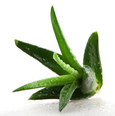 aloe vera bitkisi beyaz üzerine izole