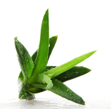 aloe vera bitkisi beyaz üzerine izole