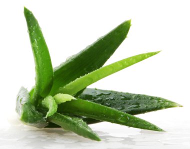 aloe vera bitkisi beyaz üzerine izole