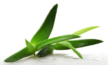 aloe vera bitkisi beyaz üzerine izole