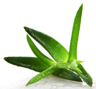 aloe vera bitkisi beyaz üzerine izole