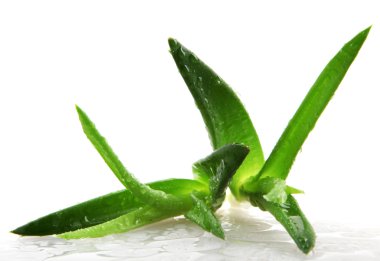 aloe vera bitkisi beyaz üzerine izole