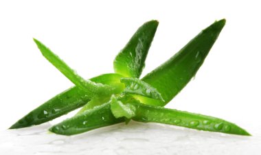 aloe vera bitkisi beyaz üzerine izole