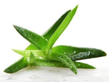 aloe vera bitkisi beyaz üzerine izole