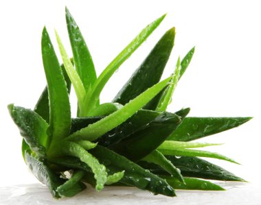 aloe vera bitkisi beyaz üzerine izole