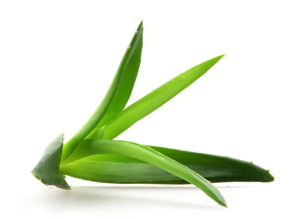 Aloe vera növény izolált fehér — Stock Fotó