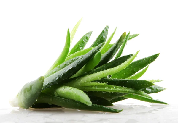 Planta aloe vera isolado em branco — Fotografia de Stock