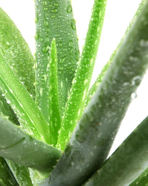 Planta de aloe vera aislada en blanco — Foto de Stock