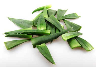 aloe vera bitkisi beyaz üzerine izole