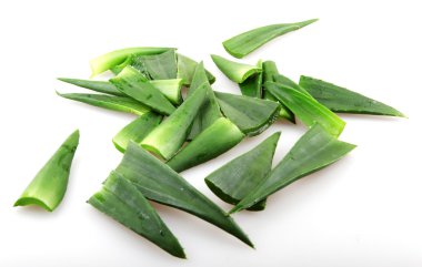 aloe vera bitkisi beyaz üzerine izole