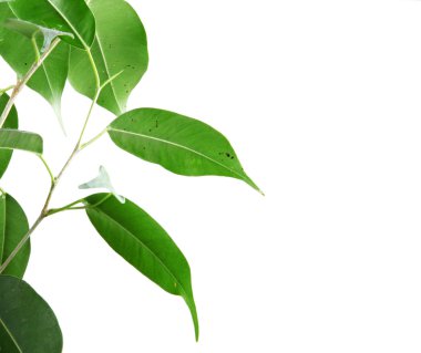 beyaz arkaplanda yeşil yapraklar izole