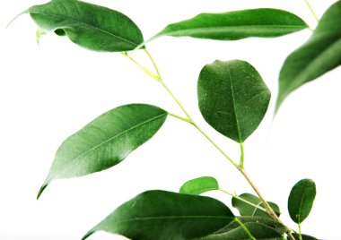 beyaz arkaplanda yeşil yapraklar izole