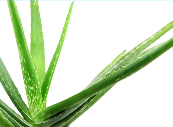 Aloe Vera — Stockfoto