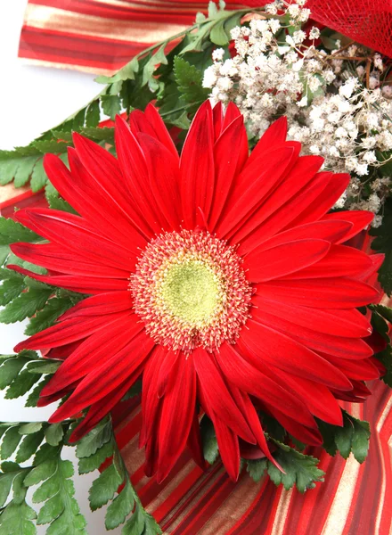 Bellissimo fiore di gerbera isolato su bianco — Foto Stock